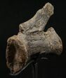 Diplodocus Caudal Vertebra - Dana Quarry #10144-3